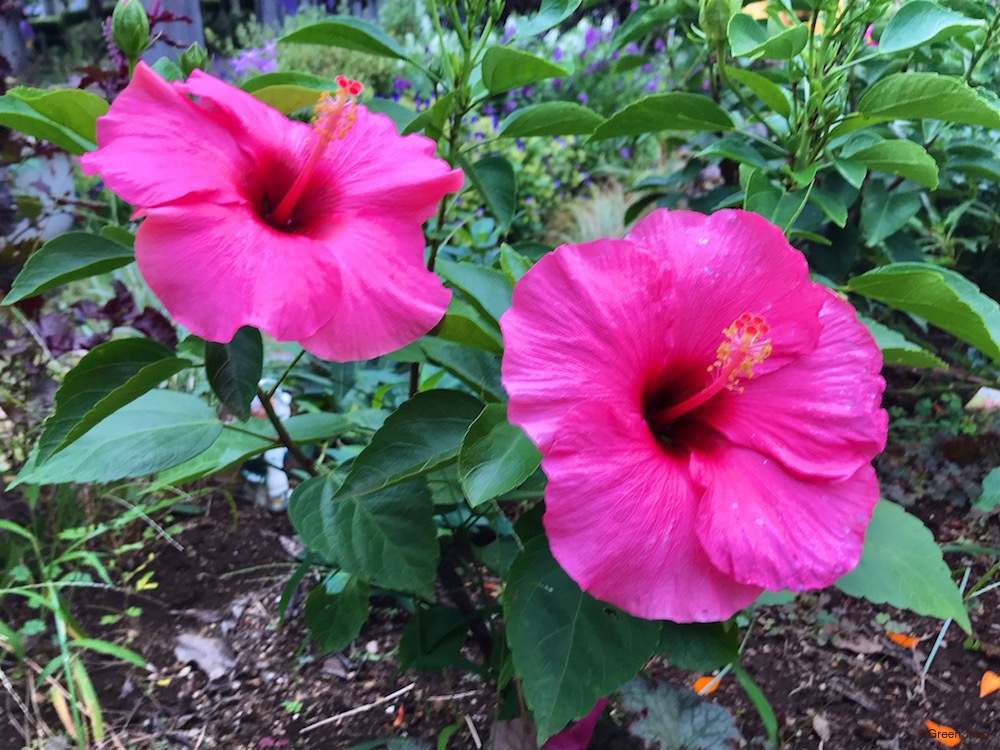 スタッフの写真